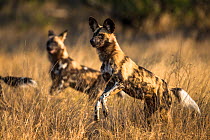 African wild dogs (Lycaon pictus) chasing prey through long grass, Mala Mala Game Reserve. South Africa.