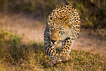 Leopard (Panthera pardus) male starting to stalk prey, Mala Mala Game Reserve. South Africa