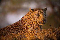Leopard (Panthera pardus) male known as 'Princes Alice Pans Male', Mala Mala Game Reserve. South Africa.
