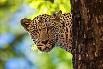 Leopard (Panthera pardus) in a tree, Sabi Sand Game Reserve, South Africa.