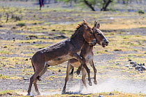 Domestic (Masai) donkeys, two stallions fighting, Lake Natron Area. Tanzania.