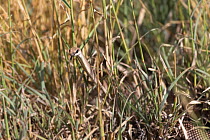 Black mamba (Dendroaspis polylepis) in long grass, in defensive mode, Lake Natron, Tanzania.