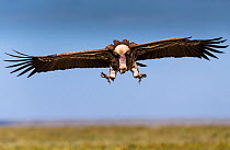 Ruppell's vulture (Gyps rueppellii) coming in to land near carcass. Ndutu Plain. Ngorongoro Conservation Area, Tanzania.