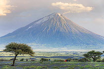 Ol Doinyo Lengai, an active volcano held in high esteem and known locally as The Mountain of God by the Masai, with people and huts on the savannah below, Rift Valley, Tanzania