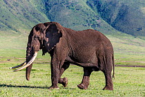 African elephant (Loxodonta africana) big tusker bull profile, Ngorongoro Crater. Tanzania