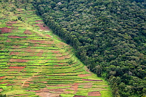 Deforestation for agriculture along border of Bwindi Impenetrable Forest NP, Uganda.