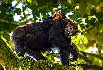 Chimpanzee (Pan troglodytes) female with baby in canopy, Kibale NP, Uganda