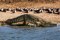Nile crocodile (Crocodylus niloticus) entering water with African black skimmers (Rynchops niger) in background, Lake Albert, Uganda