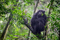 Chimpanzee (Pan troglodytes schweinfurthi) sitting in tree in heavy rain, rainy season, Kibale National Park, Uganda