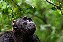 Chimpanzee (Pan troglodytes schweinfurthi) face portrait,  Kibale National Park, Uganda