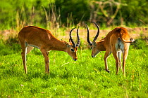Uganda kob (Kobus kob thomasi) two males start to face off, territorial behaviour. Ishasha sector, Queen Elizabeth National Park, Uganda