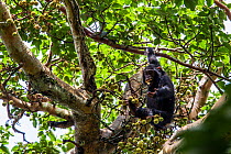Chimpanzee (Pan troglodytes schweinfurthi) young feeding on figs in the rainforest canopy, Kibale National Park, Uganda