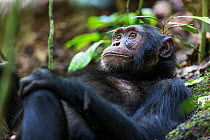 Chimpanzee (Pan troglodytes schweinfurthi) relaxing in the forest of Kibale National Park, Uganda