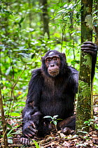 Chimpanzee (Pan troglodytes schweinfurthi) in the forest of Kibale National Park, Uganda
