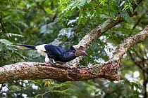 Black and white Casqued hornbill (Bycanistes subcylindricus) up in tree, Kibale NP, Uganda.