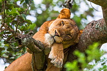 Lioness (Panthera leo) resting up a tree - only three populations of lions are known to do this habitually, Ishasha Sector, Queen Elizabeth NP, Uganda
