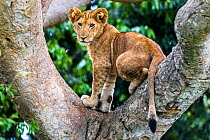 Lion (Panthera leo) cub up a tree - only three populations of lions are known to do this habitually, Ishasha Sector, Queen Elizabeth NP, Uganda