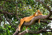Lioness (Panthera leo) resting up a tree - only three populations of lions are known to do this habitually, Ishasha Sector, Queen Elizabeth NP, Uganda