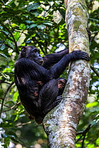 Chimpanzee (Pan troglodytes schweinfurtheii) in tree with young, Kibale NP, Uganda, Endangered species