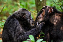 Chimpanzees (Pan troglodytes schweinfurthi) dominant male on left is the leader of the group, grooming one of his lieutenants, Kibale NP, Uganda