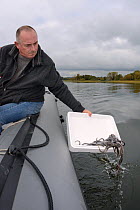 European eel (Anguilla anguilla) elvers being released from an inflatable boat by Nigel Wateridge during a reintroduction project run by Severn and Wye Smokery and UK Glass Eels, Lake Llangorse, Breac...