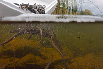 Split level view of European eel (Anguilla anguilla) elvers being released from an insulated transport box during a reintroduction project run by Severn and Wye Smokery and UK Glass Eels, Lake Llangor...