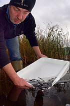 Richard Cook releasing European eel (Anguilla anguilla) elvers during a reintroduction project run by Severn and Wye Smokery and UK Glass Eels, Lake Llangorse Breacon Beacons, Wales, UK, October 2016