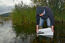 Richard Cook releasing European eel (Anguilla anguilla) elvers during a reintroduction project run by Severn and Wye Smokery and UK Glass Eels, Lake Llangorse, Breacon Beacons, Wales, UK, October 2016