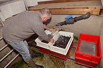 European eel (Anguilla anguilla) elvers being collected in a sieve for packaging and transport to Wales for a reintroduction project as a holding tank is drained down at UK Glass Eels, Gloucester, UK,...