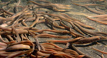 European eel (Anguilla anguilla) elvers swimming in a large holding tank at UK Glass Eels, ahead of being reintroduced to a lake in Wales, Gloucester, UK, October 2016