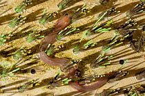 European eel (Anguilla anguilla) elver wriggling up an Eel pass between clumps of nylon bristles on the side of a weir on a drainage channel as it migrates upstream at night, Somerset Levels, UK, Apri...