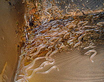 Young European eel (Anguilla anguilla) elvers, or glass eels, caught under licence in a legally sized dip net on a rising tide on the River Parrett at night, Somerset, UK, March 2016