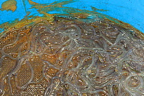 Young European eel (Anguilla anguilla) elvers, or glass eels retained in a collecting bucket with a fine mesh base during a fishing session on the River Parrett at night, caught under licence Somerset...
