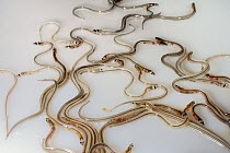 Wild caught Glass eels / young European eel (Anguilla anguilla) elvers, part of a large shipment prepared by UK Glass Eels for transport to Germany for reintroduction projects, Gloucester, UK, March 2...