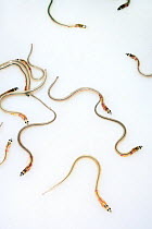 Wild caught Glass eels / young European eel (Anguilla anguilla) elvers, part of a large shipment prepared by UK Glass Eels for transport to Germany for reintroduction projects, Gloucester, UK, March 2...