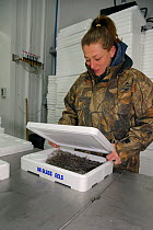Glass eels, young European eel (Anguilla anguilla) elvers being packed in insulated boxes with ice and water at UK Glass Eels for transport to Germany for reintroduction projects, Gloucester, UK, Marc...