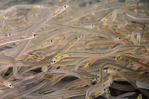 Young European eel (Anguilla anguilla) elvers, or glass eels, caught during their annual migration up rivers from the Bristol channel, swimming in a large holding tank at UK Glass Eels, which supplies...