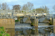 Overflow weir with adjustable gates and an Eel pass to allow migration of young European eel (Anguilla anguilla) elvers, or glass eels up a drainage channel on the Somerset Levels, UK, April 2016