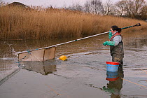 Anna Carey fishing under license, casting a legally sized dip net for young European eel (Anguilla anguilla) elvers, or glass eels, on a rising tide on the River Parrett at dusk, UK, March 2016