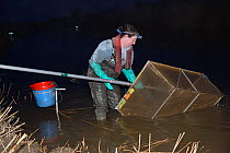 Anna Carey fishing under license with a legally sized dip net for  young European eel (Anguilla anguilla) elvers, or glass eels, on a rising tide on the River Parrett at night, Somerset, UK, March 201...