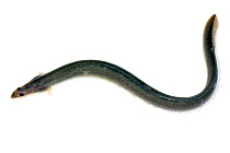 European eel (Anguilla anguilla) elver, part of a shipment prepared by UK Glass Eels for transport to Wales for a reintroduction project, Gloucester, UK, October 2016