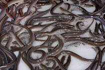European eel (Anguilla anguilla) elvers being packaged at UK Glass Eels for transport to Wales for a reintroduction project, Gloucester, UK, October 2016
