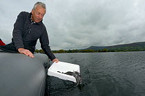 European eel (Anguilla anguilla) elvers being released from an inflatable boat by David Blennerhassett during a reintroduction project run by Severn and Wye Smokery and UK Glass Eels, Lake Llangorse,...