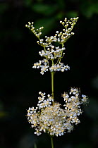 Meadowsweet (Filipendula ulmaria) in bud and flower. Dorset, UK July.