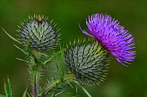 Spear thistle (Cirsium vulgare) flower and bud. Dorset, UK July.