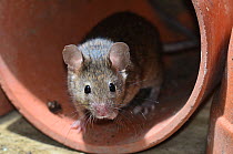 House mouse (Mus musculus) in a flowerpot. Dorset, UK March.