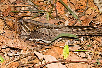 Large-tailed Nightjar (Caprimulgus macrurus) nesting amongst dry leaves on forest floor, native to the Northern Territory and northern and eastern Queensland, Australia.