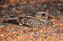 Spotted Nightjar (Eurostopodus argus), nesting on the ground, native to mainland Australian, New Guinea and surrounding islands.