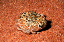 Desert Spadefoot Toad (Notaden nichollsi) at night, native to the deserts of Northern and Western Australia.