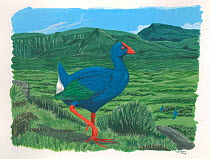 Reunion blue gallinule (Porphyrio caerulescens) Extinct c.1700. Endemic to Reunion Island, Mascarenes.